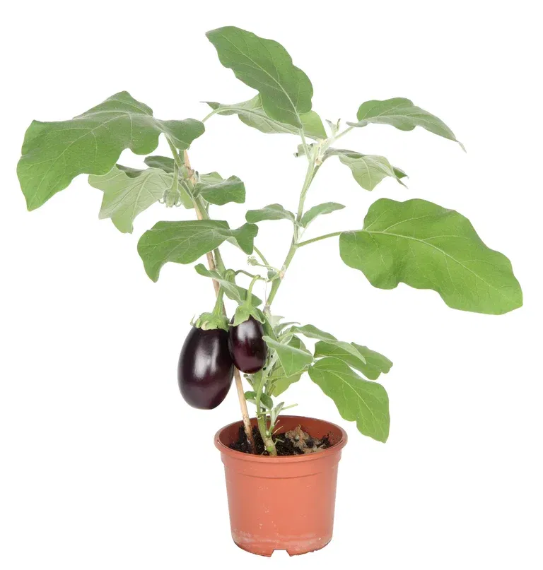 Aubergine