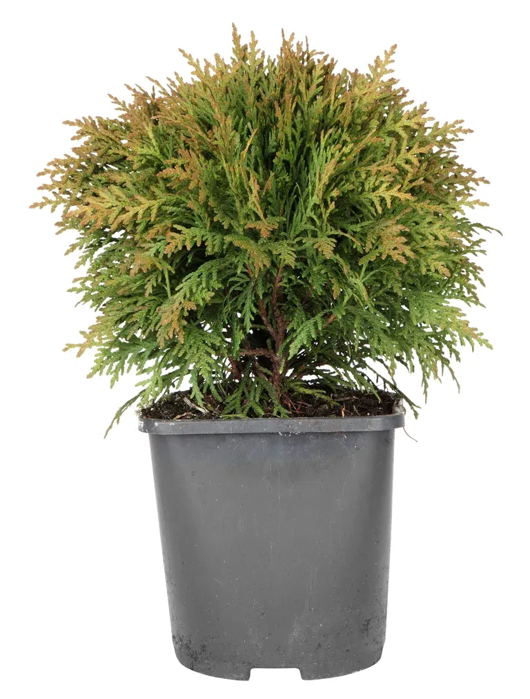 Tuja 'Danica'
