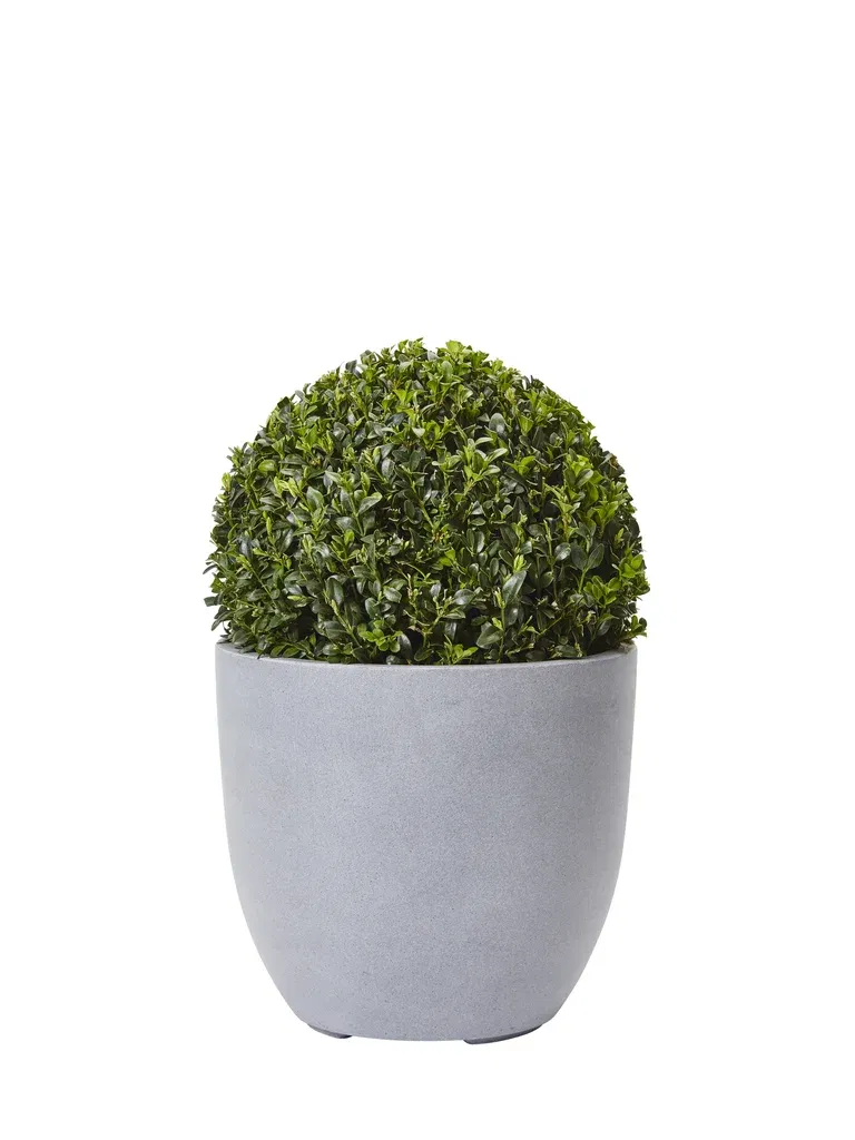 Buxbom 'Arborescens', boll
