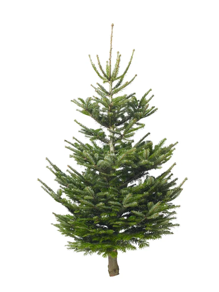 Kungsgran 160-190cm