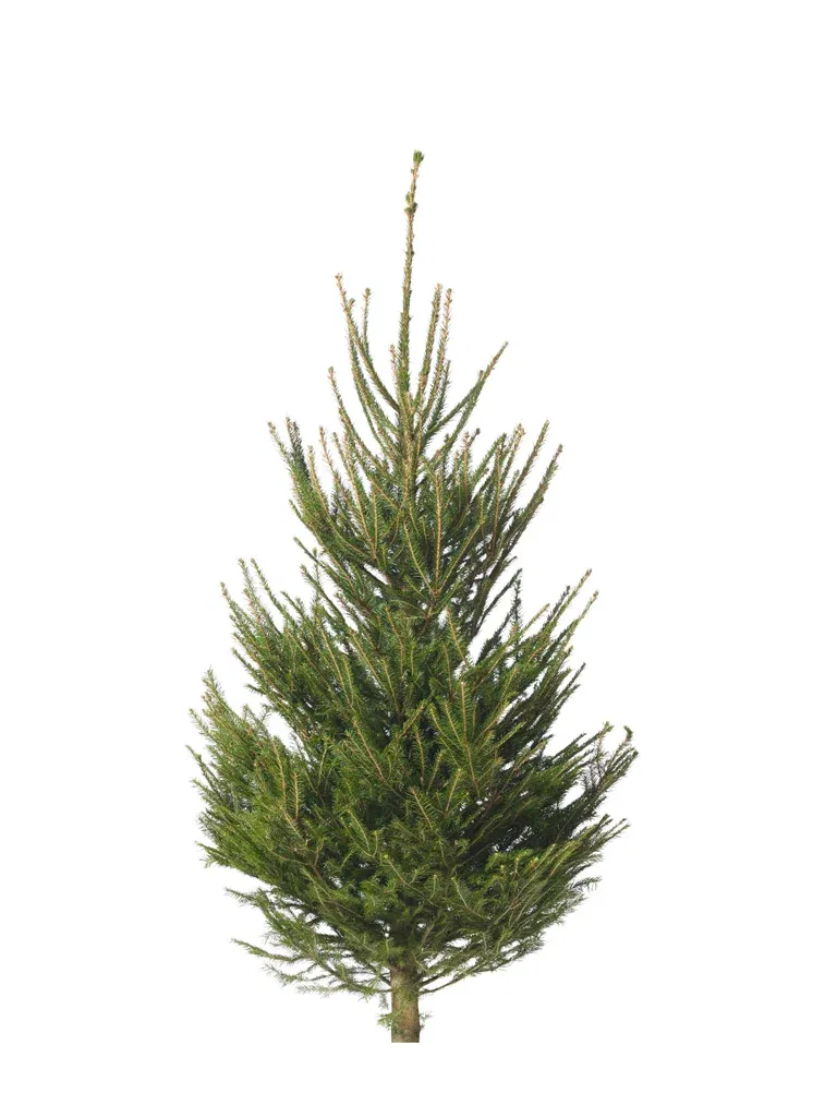 Rödgran 160-190cm