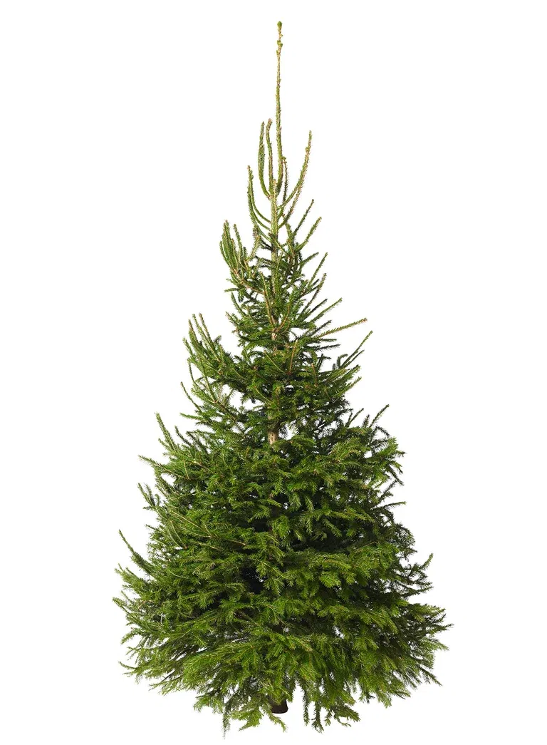 Rödgran 190-220cm