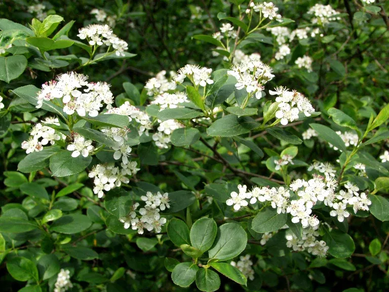 Slånaronia