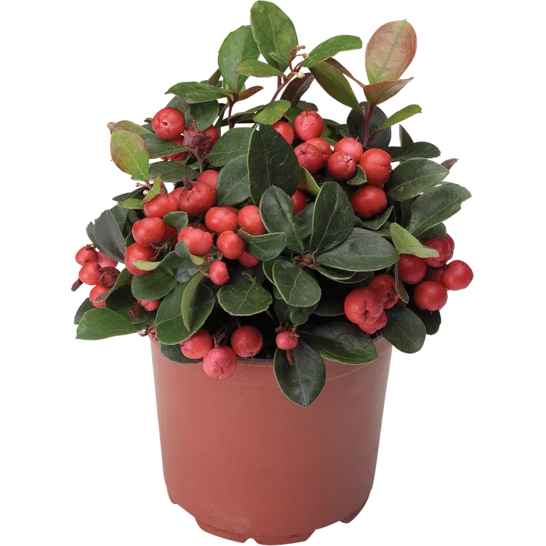 Tuvvaktelbär BIG BERRY