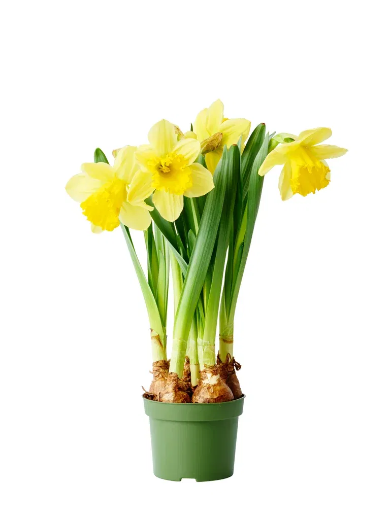 Påsklilja 'Carlton'