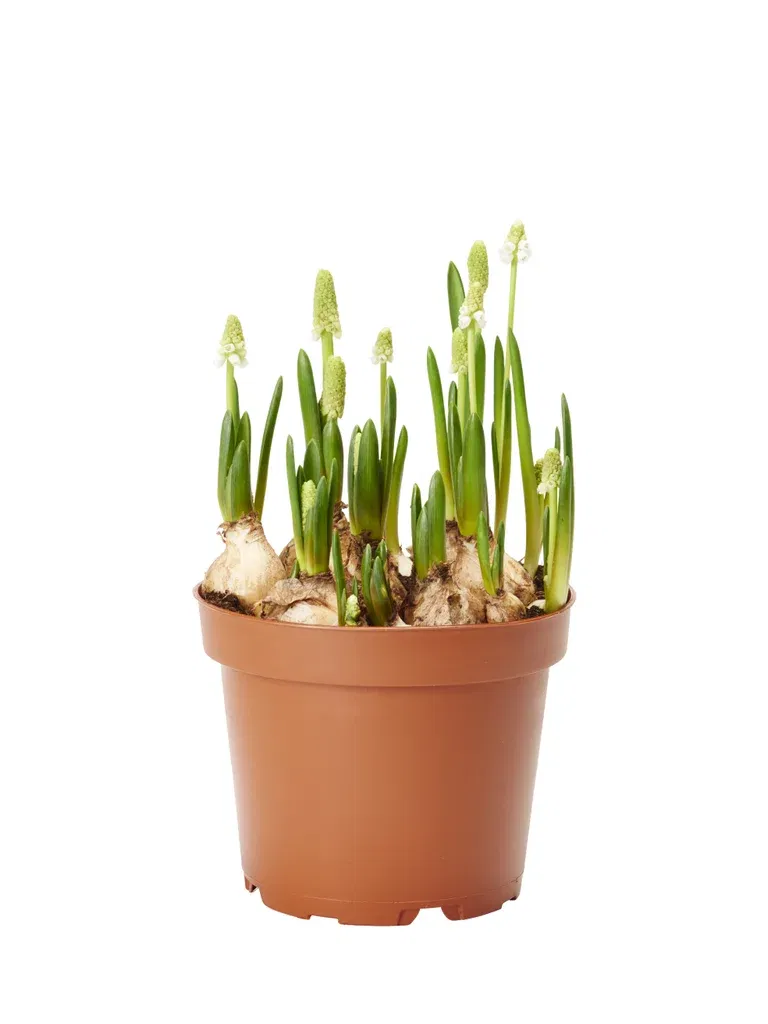 Persisk pärlhyacint 'White Magic'