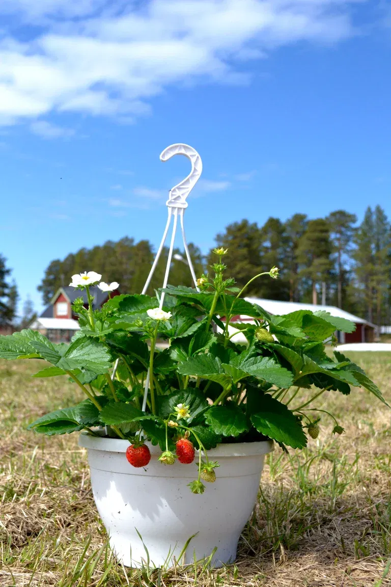 Jordgubbe 'Delizz' i ampel