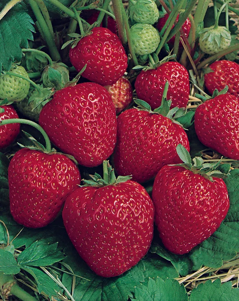 Jordgubbar 'Ostara'