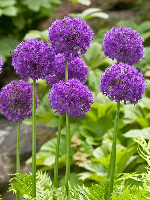 Purpurlök 'Purple Sensation'