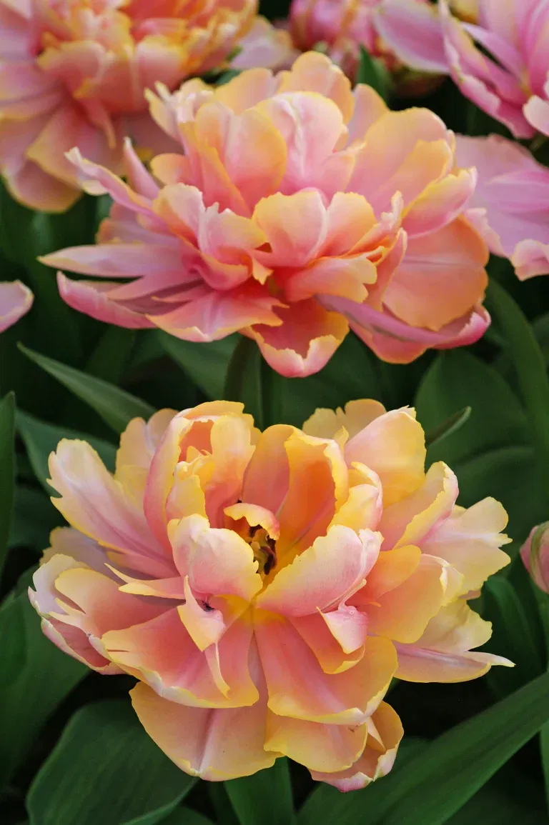 Tulpan 'Pink Star' - 6 st