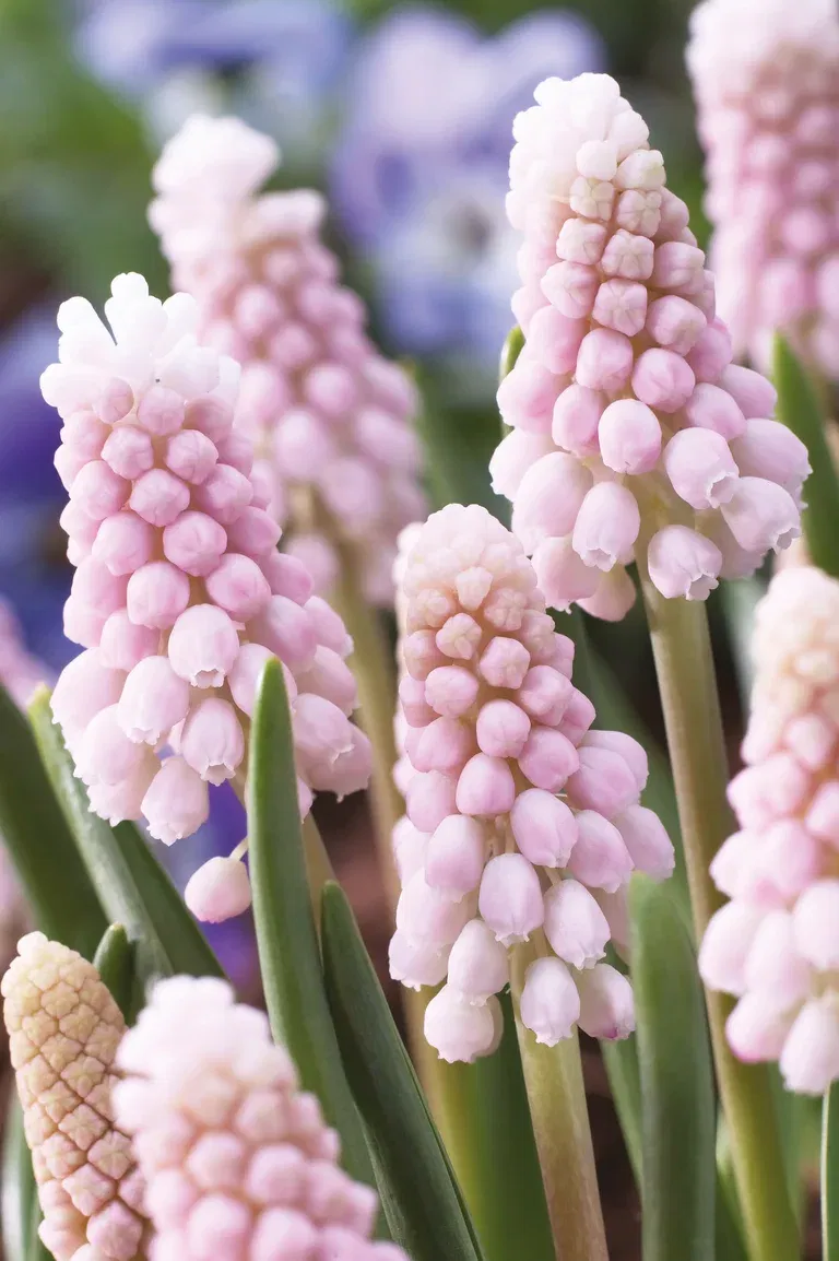 Pärlhyacint 'Pink Sunrise'