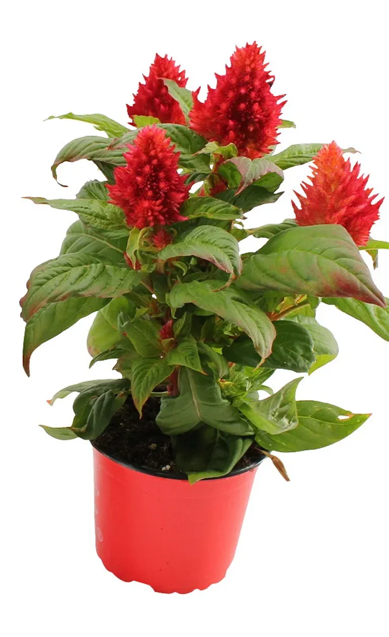 Plymört 'Kelos Fire'