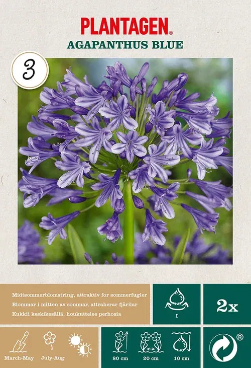 Afrikas blå lilja 'Agapanthus Blue'