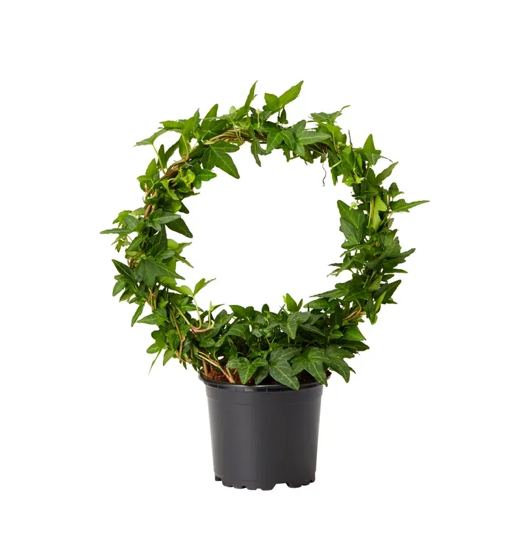 Murgröna på båge