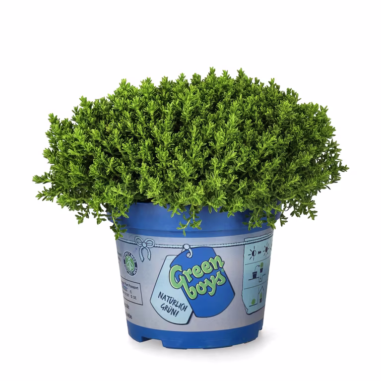 Hebe 'Green Boys'