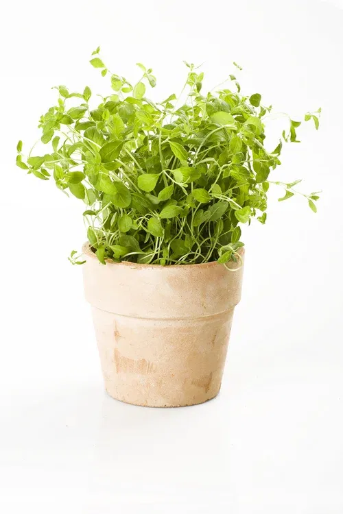 Oregano KRAV