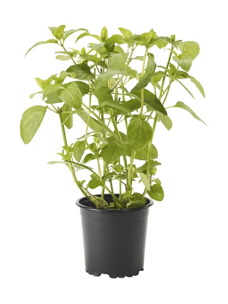 Pepparmynta KRAV
