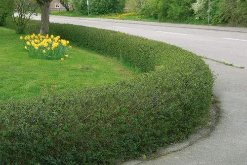 Vinterliguster 'Atrovirens'