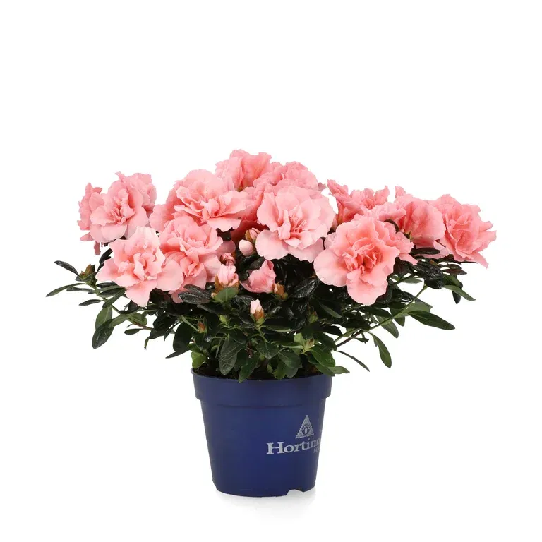 Azalea 'Christine Matton'