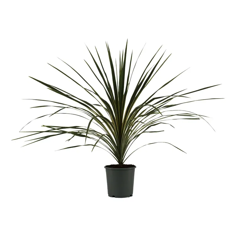 Syddracena 'Variegata'