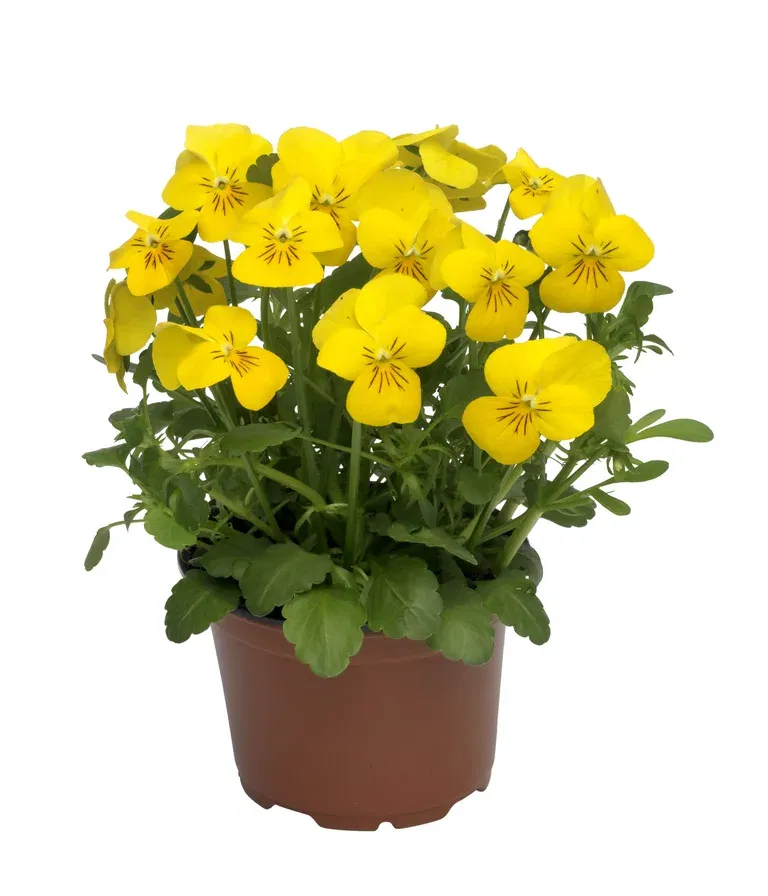 Pensé småblommig