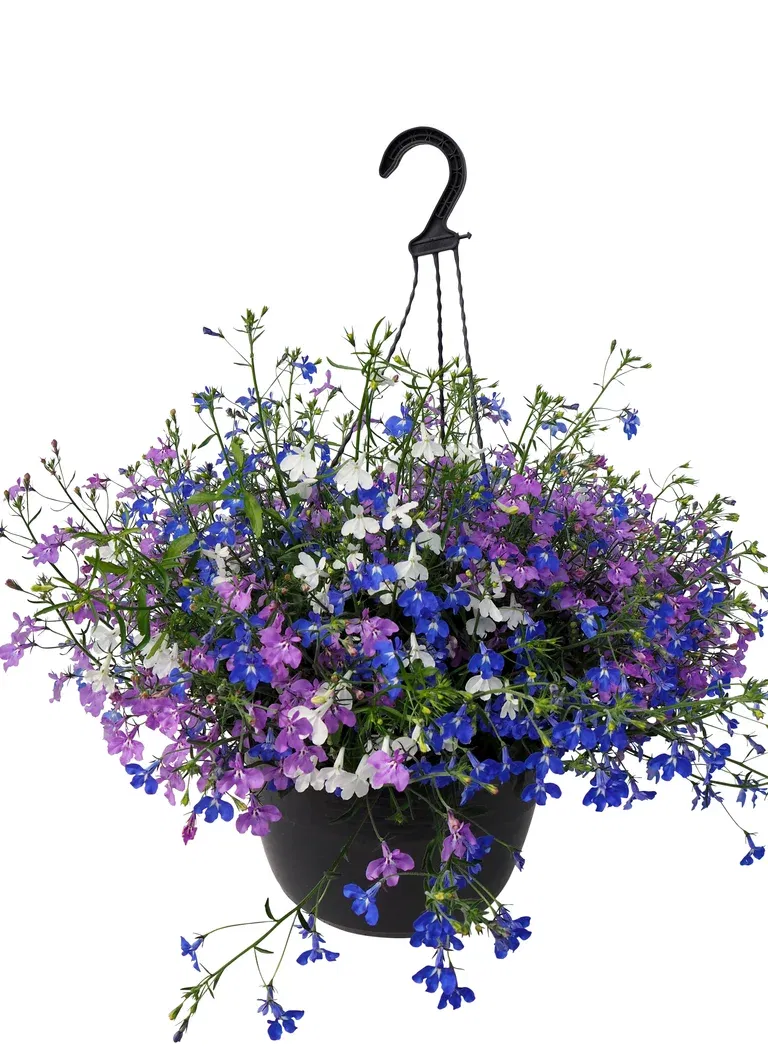 Lobelia i ampel