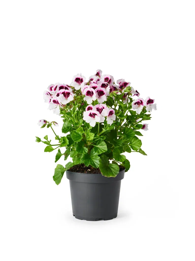 Änglapelargon 'Mosquitaway'