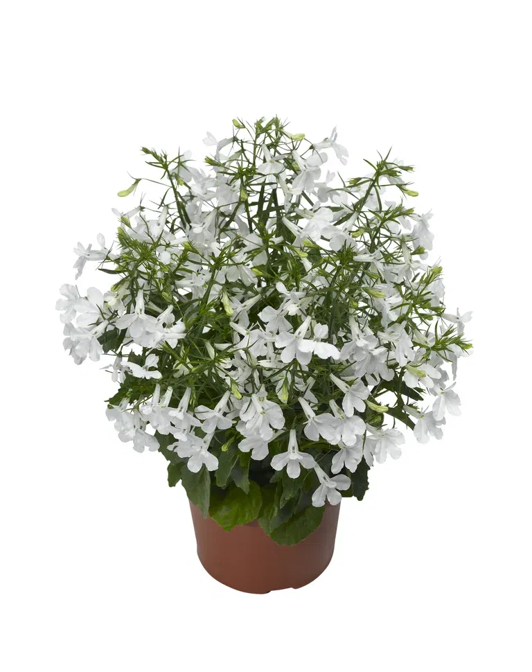 Hänglobelia