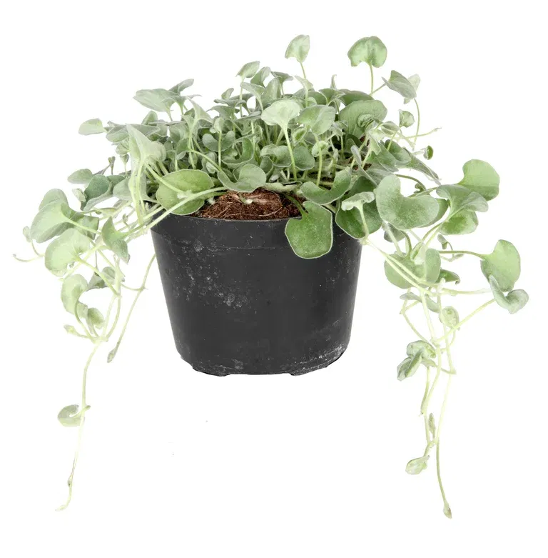 Silvernjurvinda 'Silver Falls'