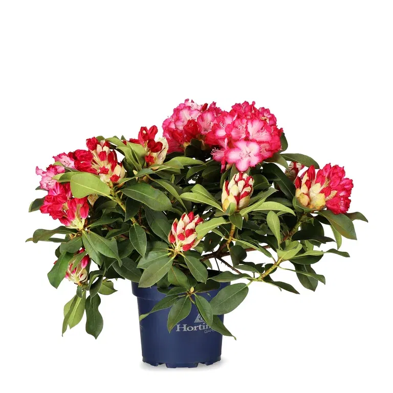 Rododendron XXL