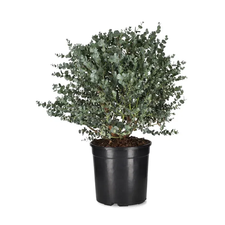 Silvereukalyptus