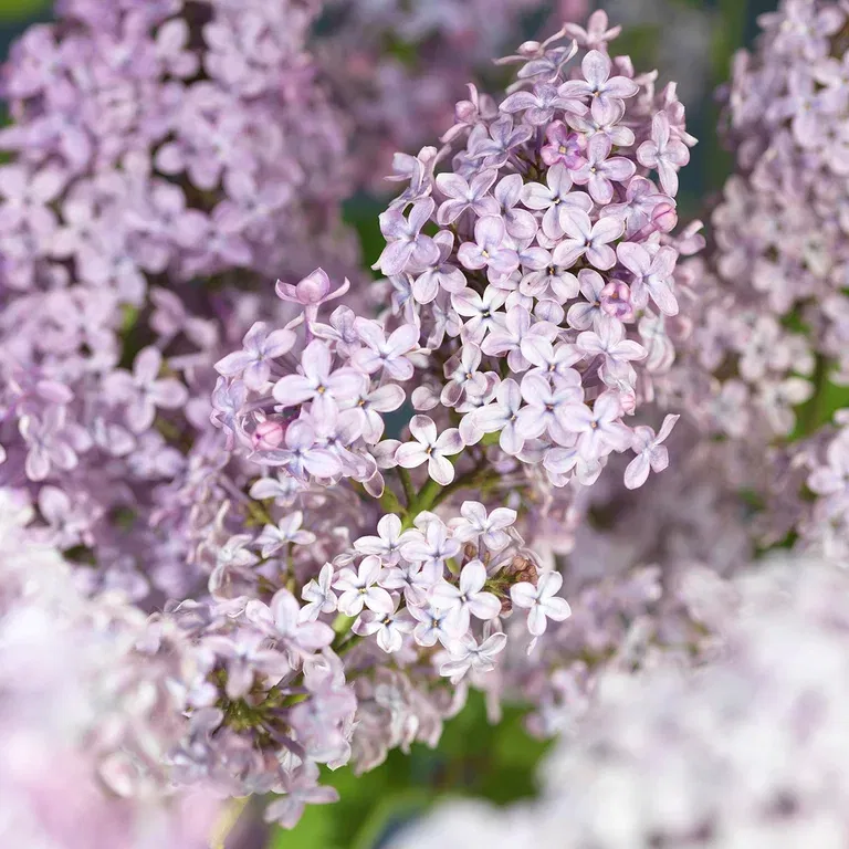 Syren 'Ruhm von Horstenstein'