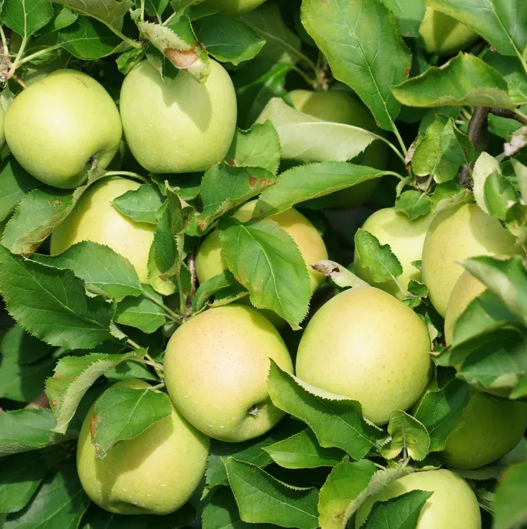 Äpple 'Silva' E A2