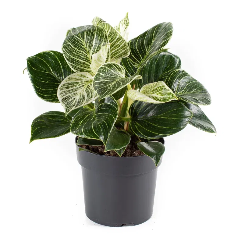 Filodendron 'White Measure'