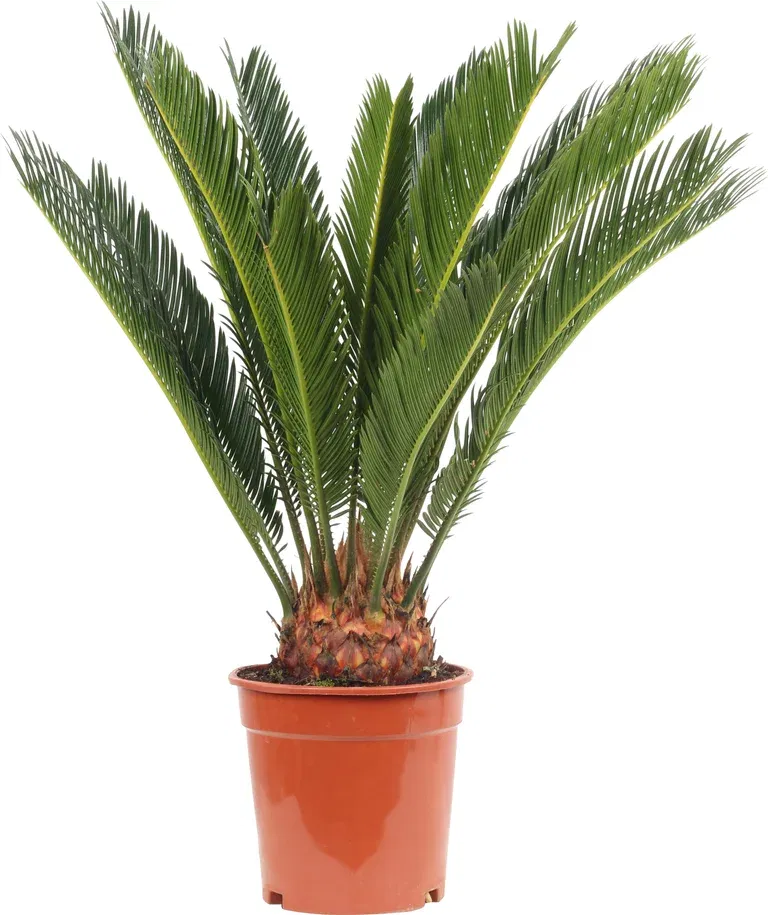 Japansk kottepalm
