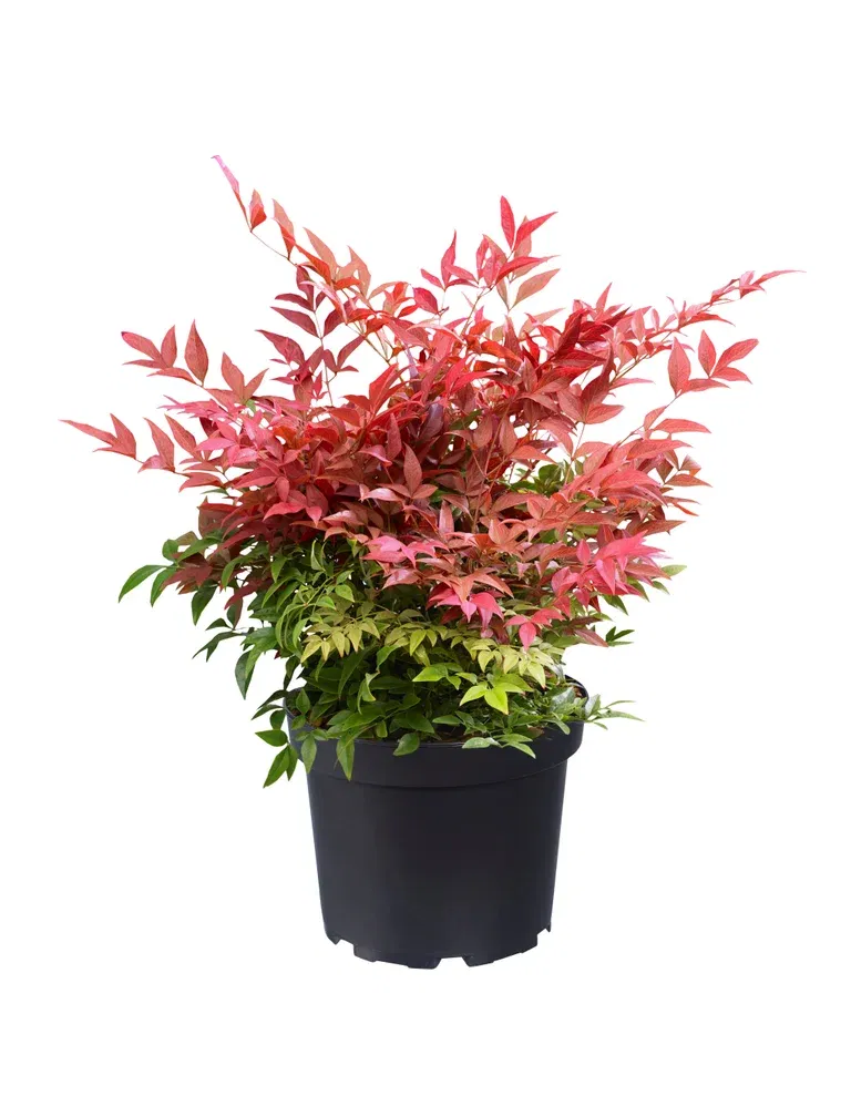 Nandina OBSESSED