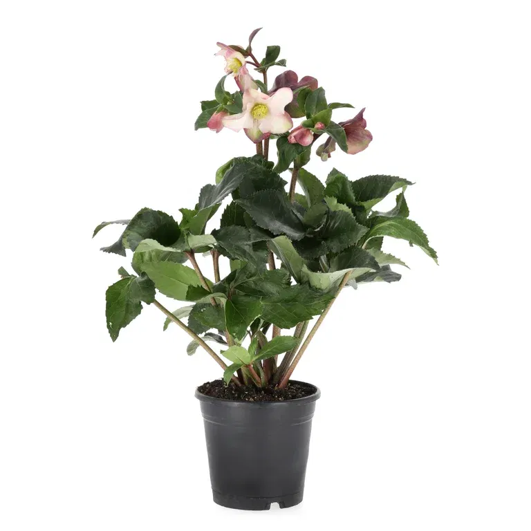 Julros ICE 'N' ROSES EARLY PINK