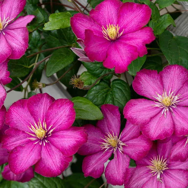 Sen storblommig klematis 'Ville de Lyon'