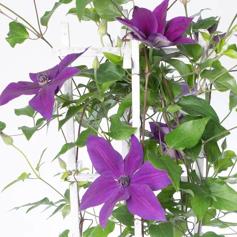 Klematis MASA
