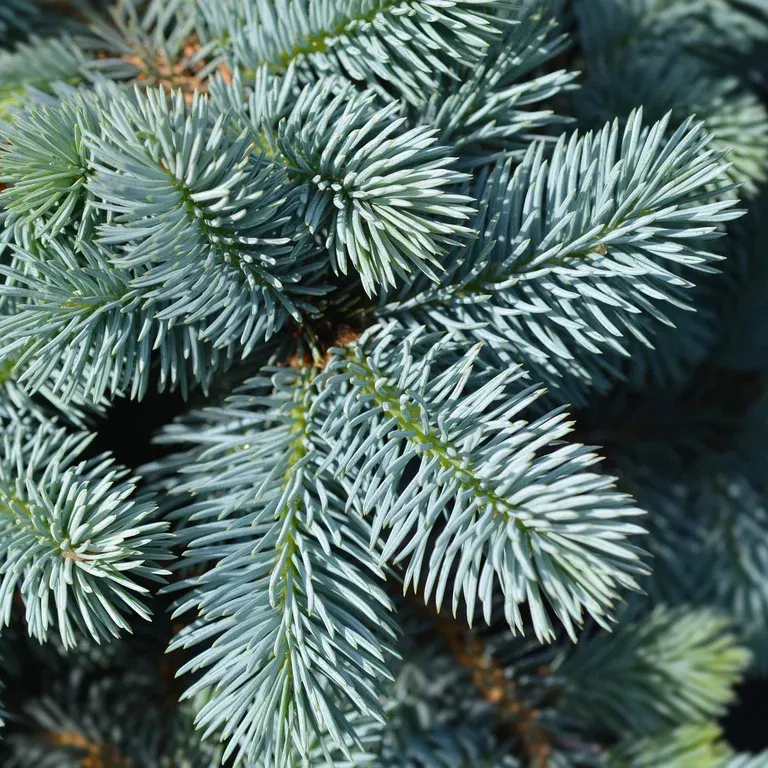 Blågran 'Glauca Globosa' på stam
