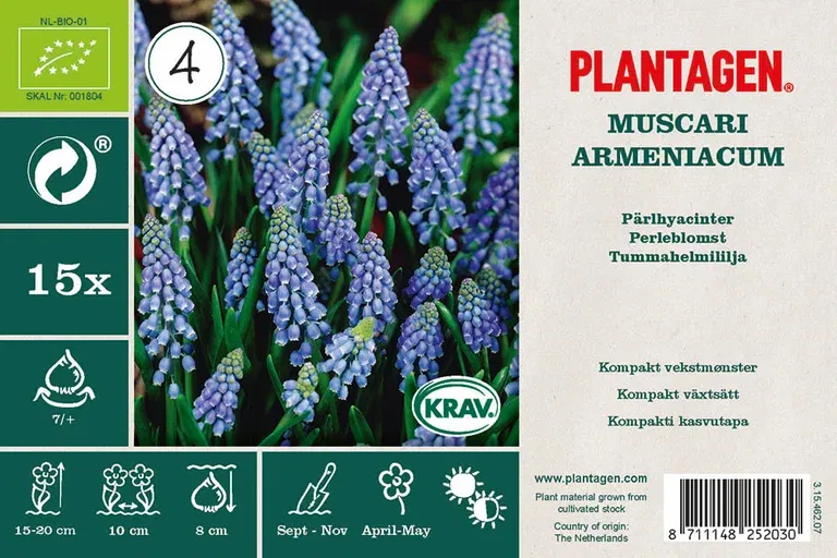 Pärlhyacint mix EKO