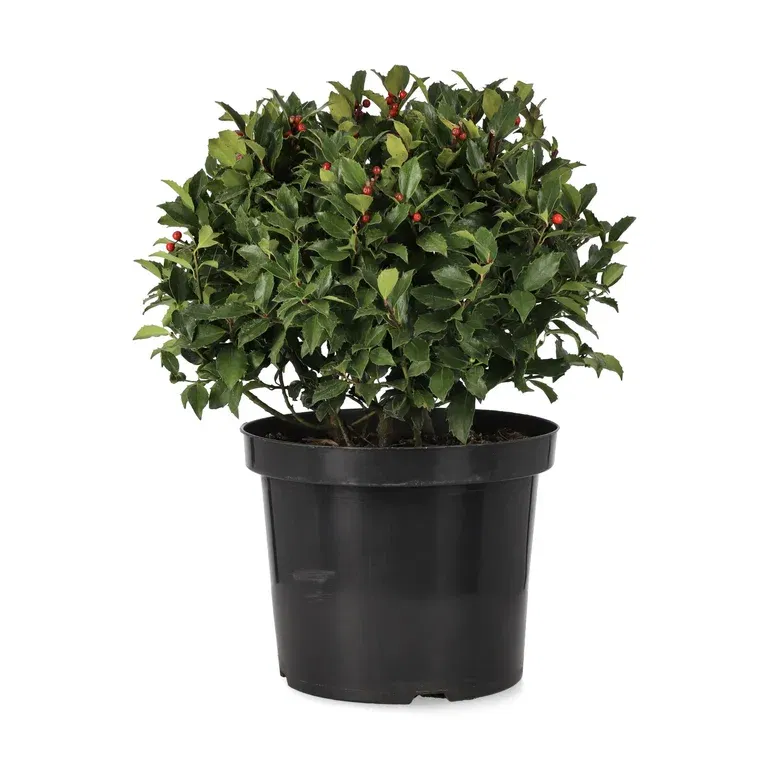 Blå järnek BLUE MAID