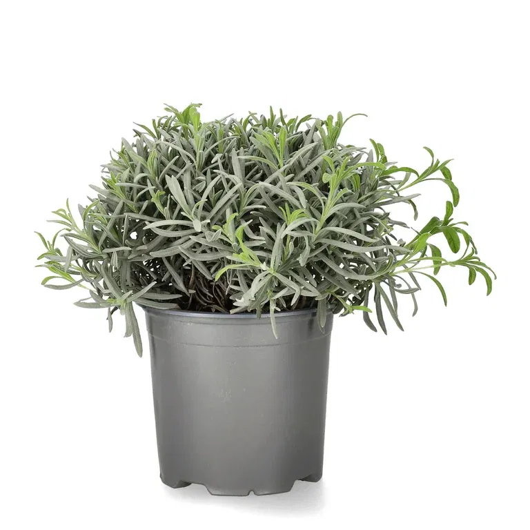 Lavendel