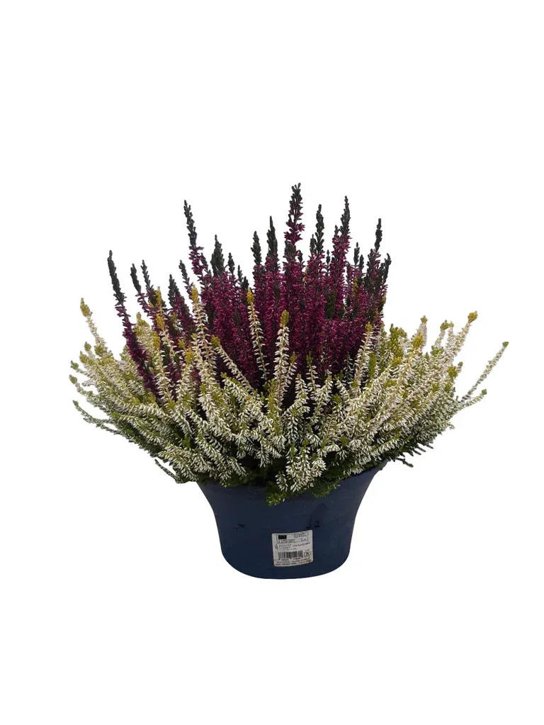 Ljung BEAUTY LADIES 'Color Crown'