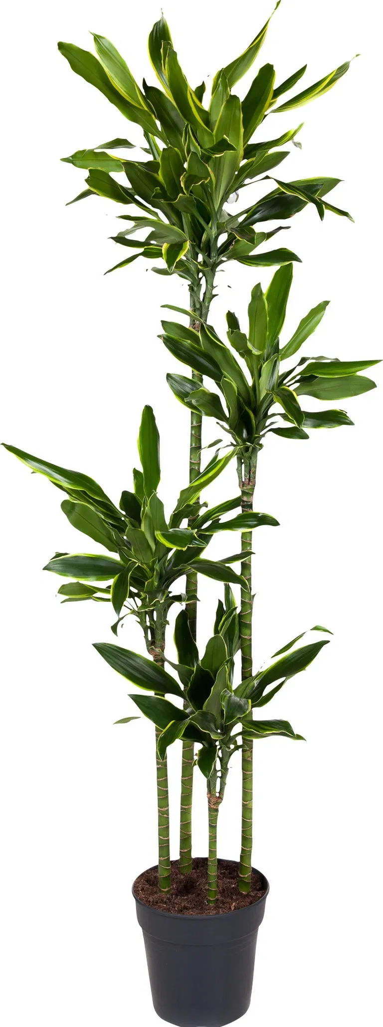 Doftdracena