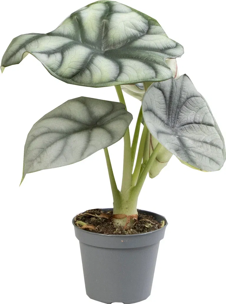 Alokasia 'Silver Dragon'