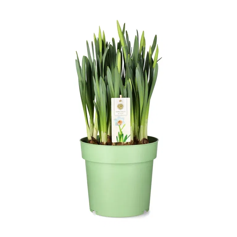 Stjärnnarciss 'Accent'