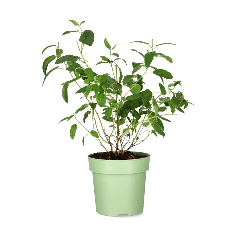 Citroneukalyptus