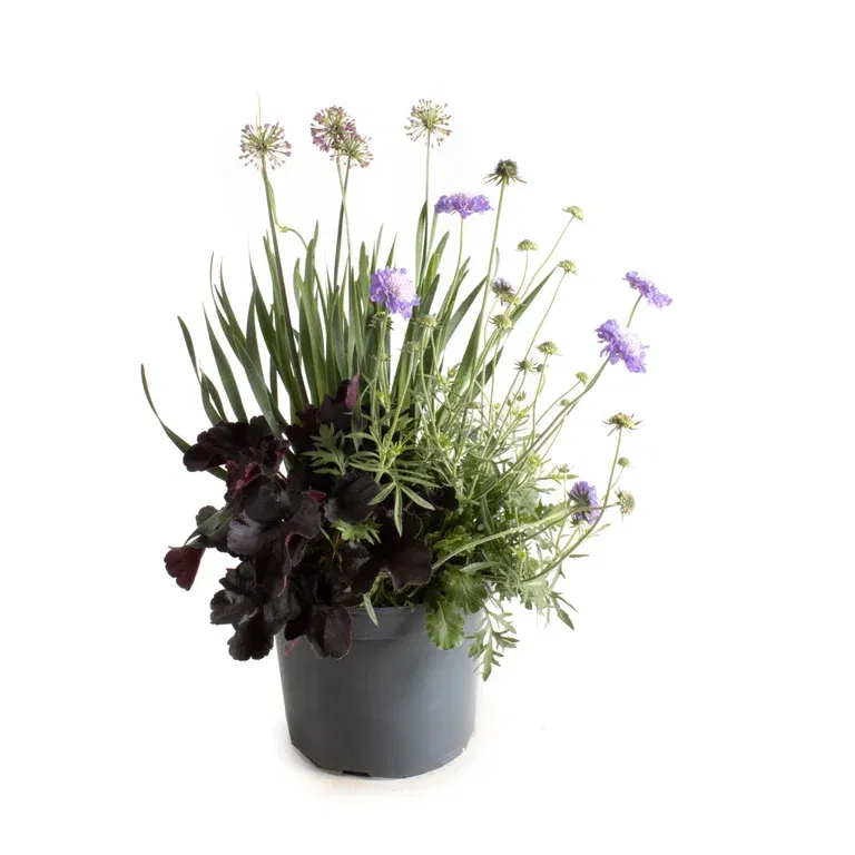 Samplantering Triple Beauty London