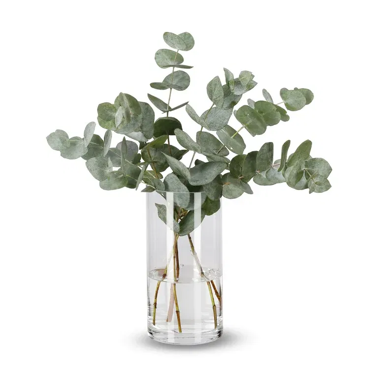 Eukalyptus 5-pack